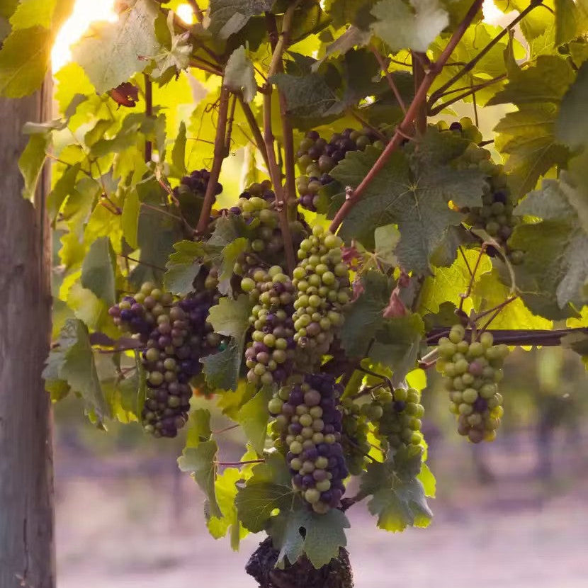 Pinot Noir from California, Burgundy, South Africa